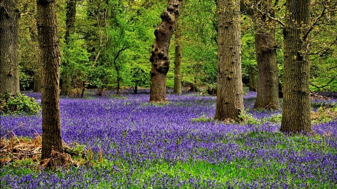 The University of Oxford Harcourt Arboretum