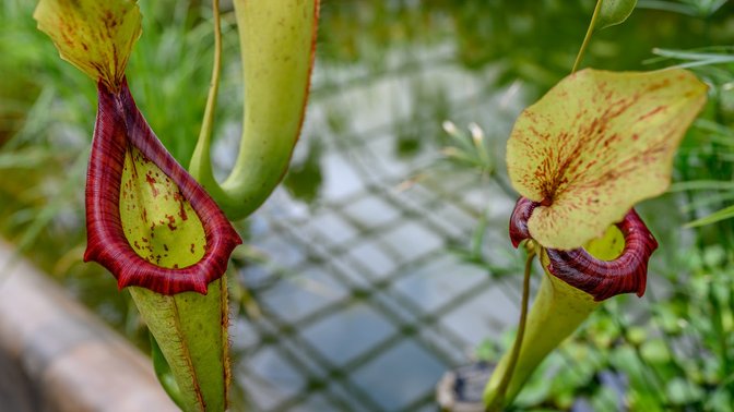 University of Oxford Botanic Garden