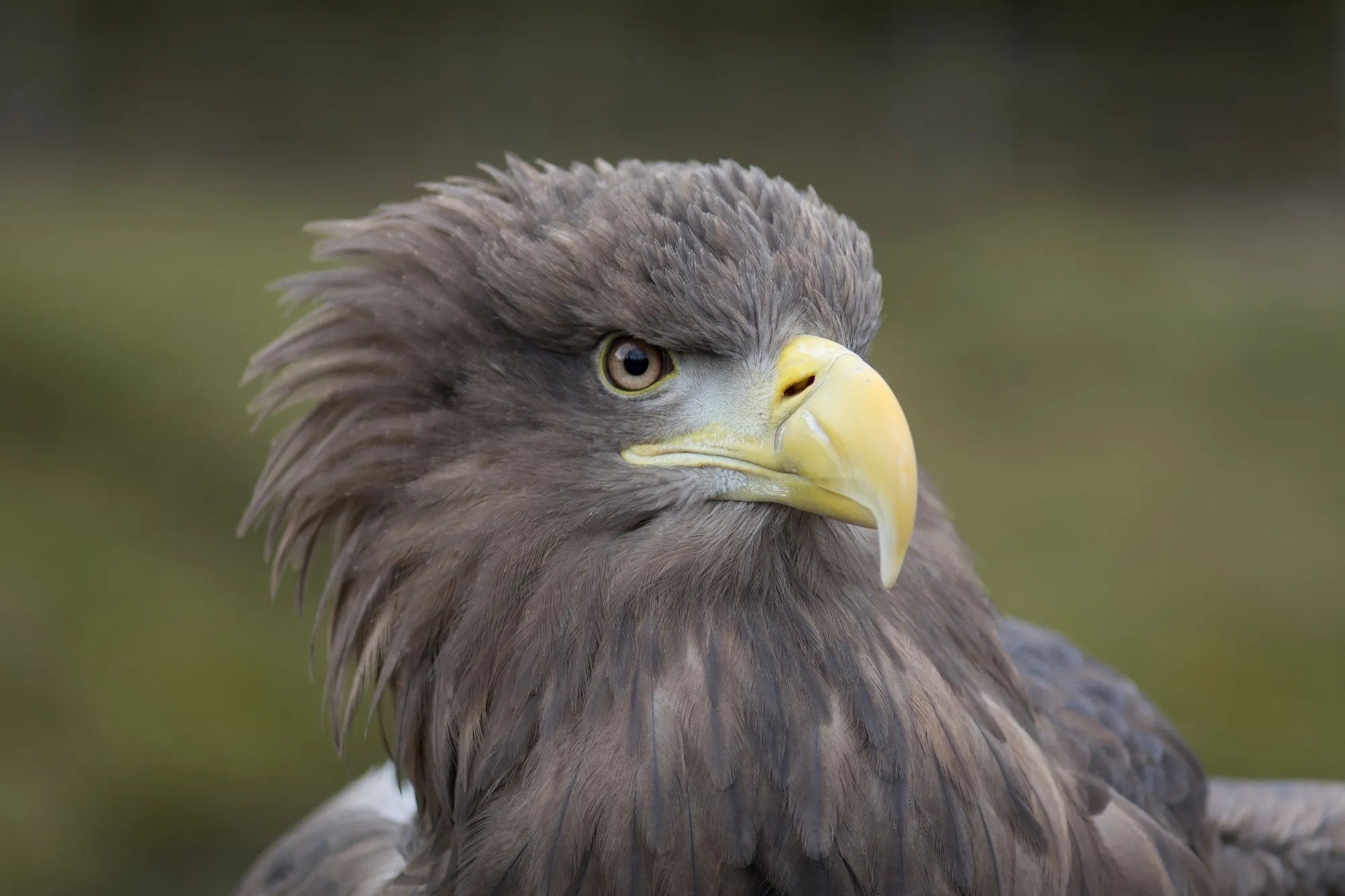 Wonder of Birds: Rare Feathers and Birdsong at the Weston Library