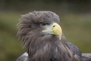 Wonder of Birds: Rare Feathers and Birdsong at the Weston Library