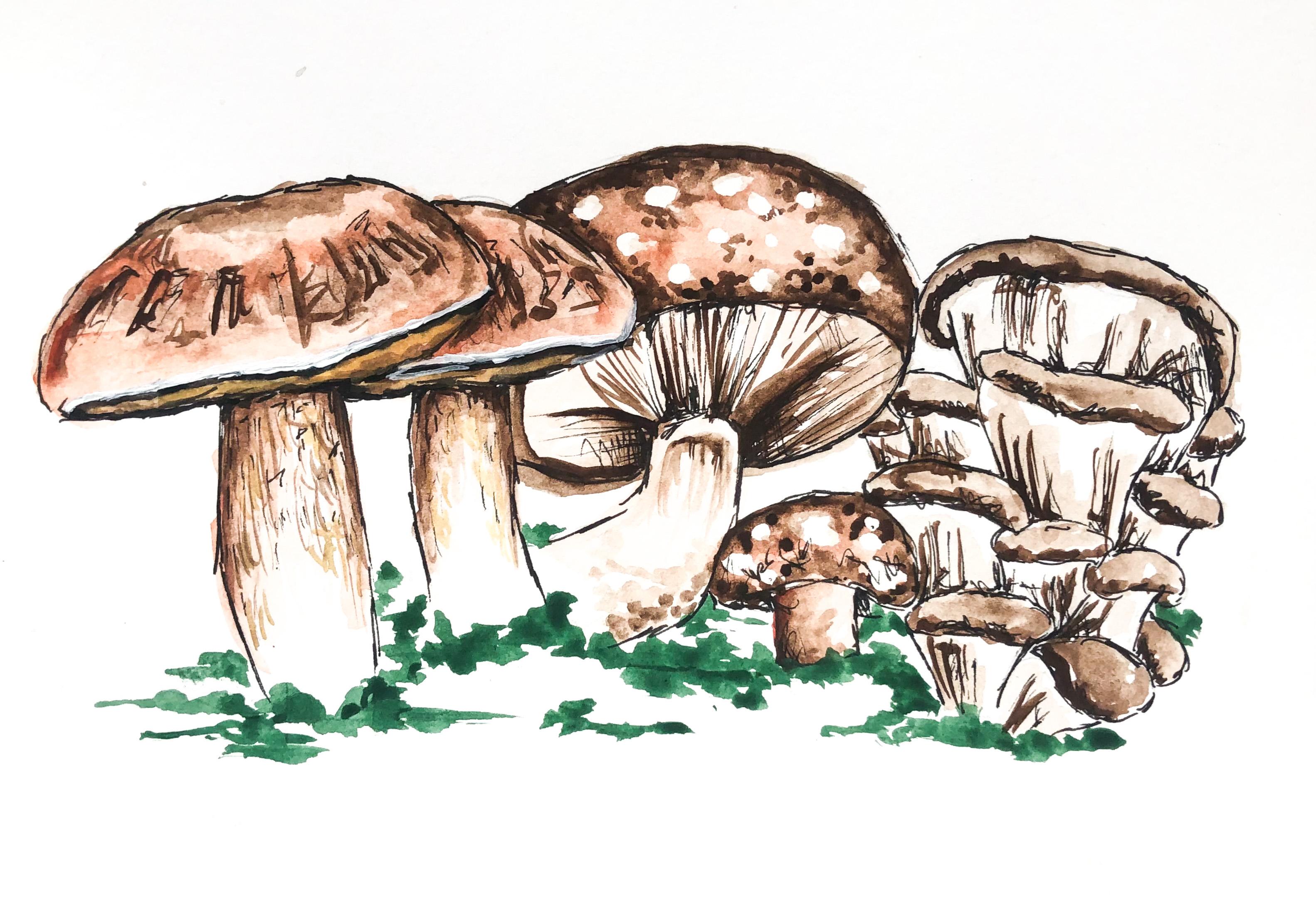 Regenerative Mushroom Growing