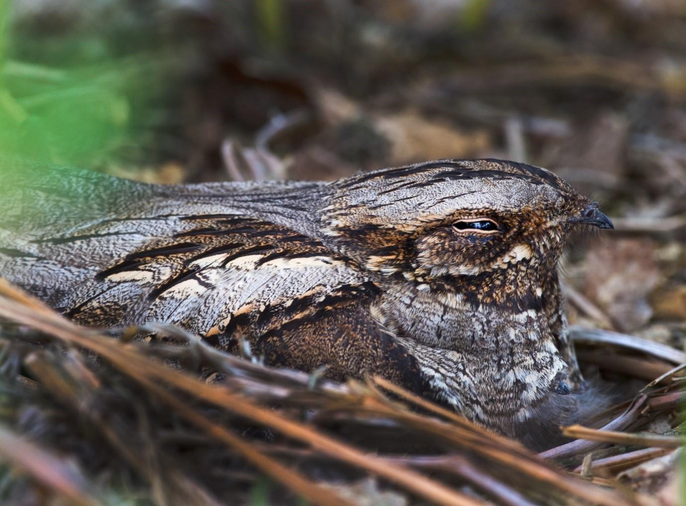 Nightjar Walk - Snelsmore Common, Saturday 12 July