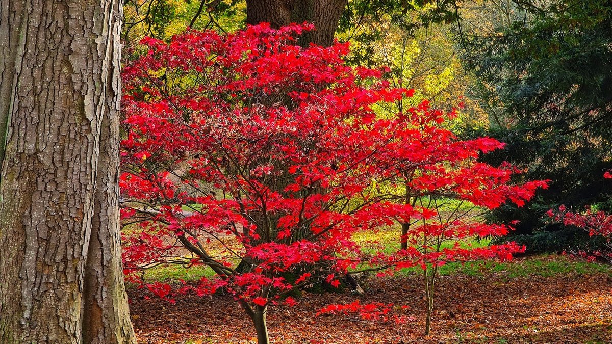 Woodland Crafts and Harvest Flavours at the Autumn Fair