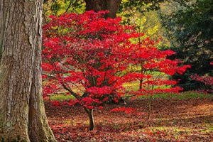 Woodland Crafts and Harvest Flavours at the Autumn Fair